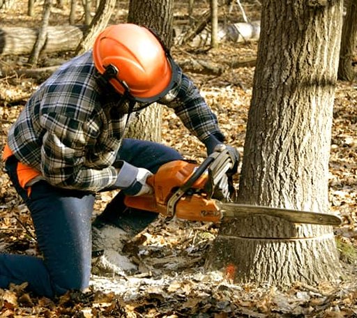 Tree Removal in Hillview, IL
